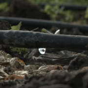 EN BREU HABILITAREM A LA XARXA EL DOCUMENTAL DE SOMONTE